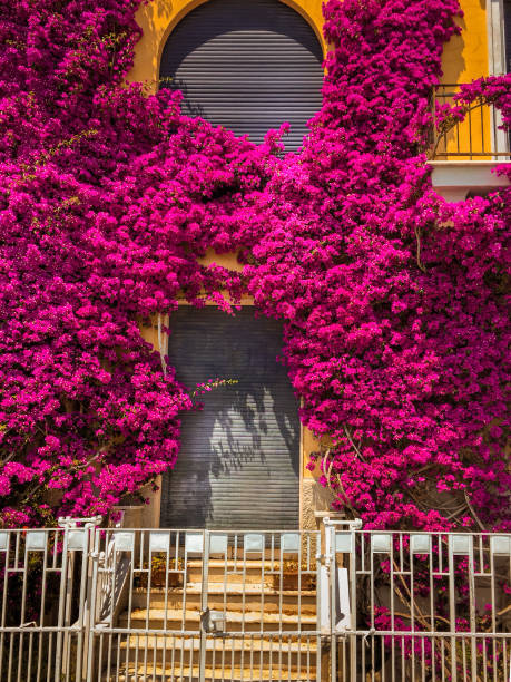 istock Bougainvilleas in the Cinque Terre 1292029991
