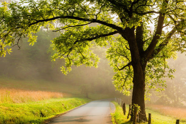 istock Cades Cove Road in the Morning 1292030689