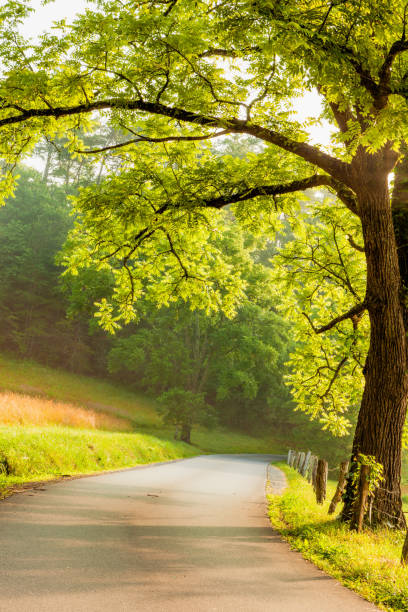 istock Cades Cove Road in the Morning 1292030697