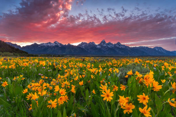 istock Tetons Wildflowers at Sunset 1292030703