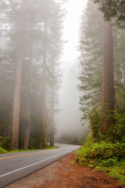 istock Road through the Redwoods 1292031557