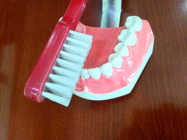 istock VH544 toothbrush and Oral model 1292033294