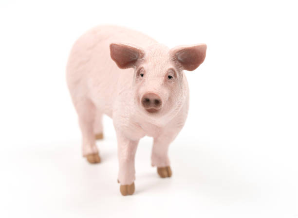 istock Pig Close-up on White Background 1292034847