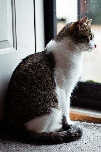 Cat enjoys watching out the window.
