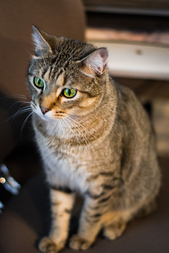 Close up of cat sitting in office chair.