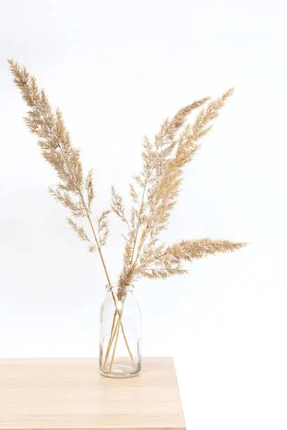 Pampas grass in glass vase on wooden table near white wall