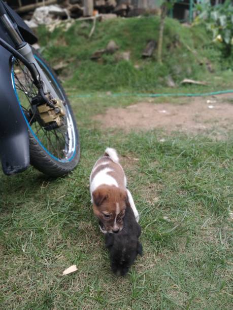 istock cute puppies with his best friend 1292036500