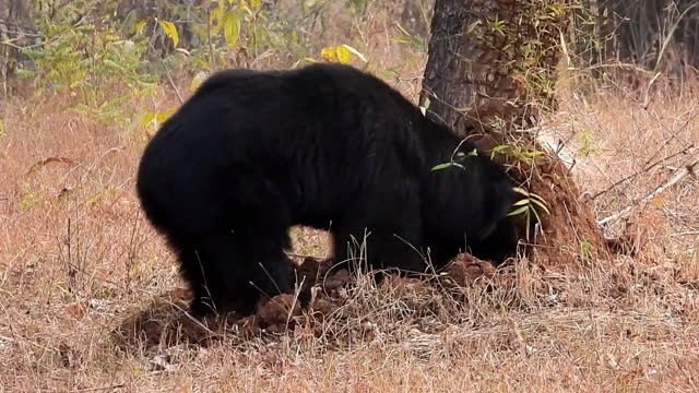 Sloth bear digging and demolishing termite mound to find termites