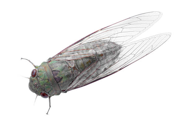 istock Adult size cicada isolated on white background. 1292044142