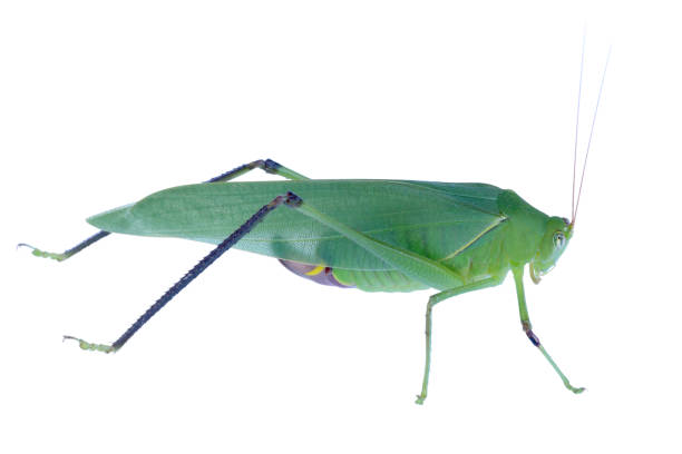 istock big green grasshopper isolated on white background 1292044235