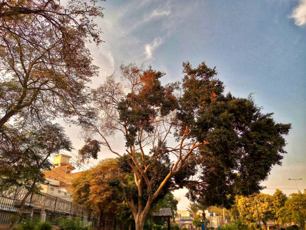 istock Old Age Tree Giving Amazing Look 1292044313