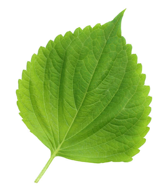 istock sesame leaves or perilla leaf isolated on white 1292044858