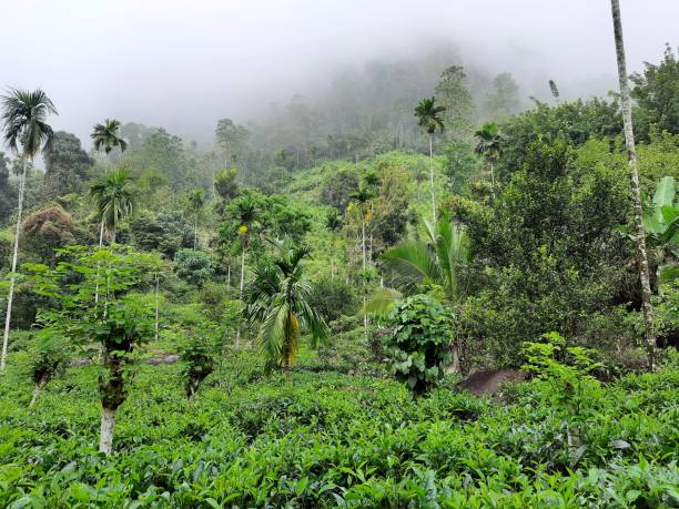 istock Down country hill area with tea plantation 1292045082