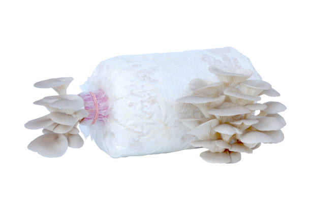 Fresh organic mushroom in a mushroom cube