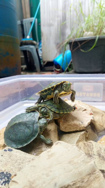 istock The trachemys scripta elegans family that is basking on the rocks 1292046416