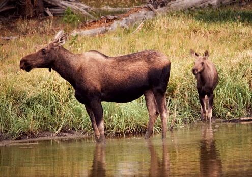 Mother with calf in Yellowstone National Park