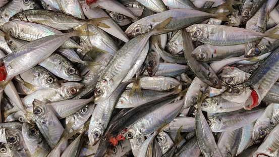 horse mackerel, fresh fish at the market,