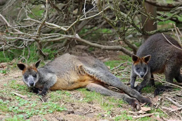 Photo of Two wallabies