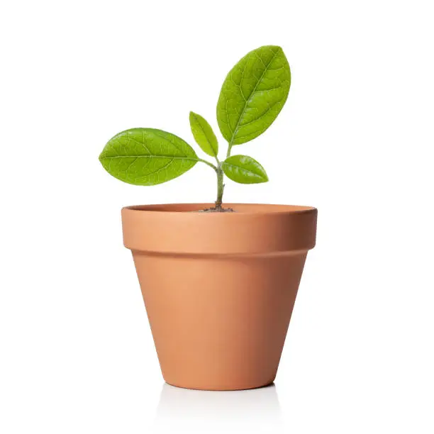 Young plant in flower pot isolated on white background.