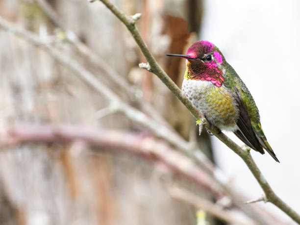 Hummingbird Perched on Branch Oregon Wild Bird in Winter