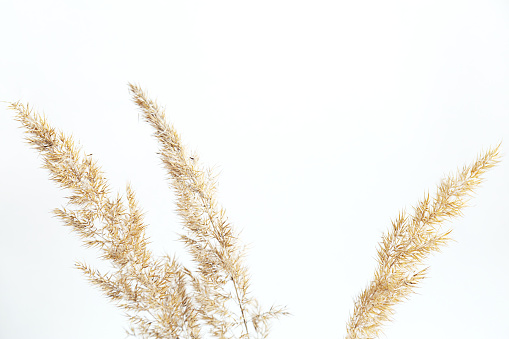 Pampas grass isolated on white background selective focus