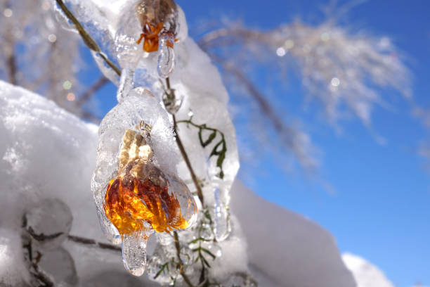 istock The flower inside the icicle 1292056980