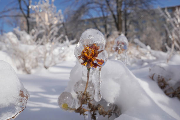 istock Frozen flower in a transparent crystal 1292056982
