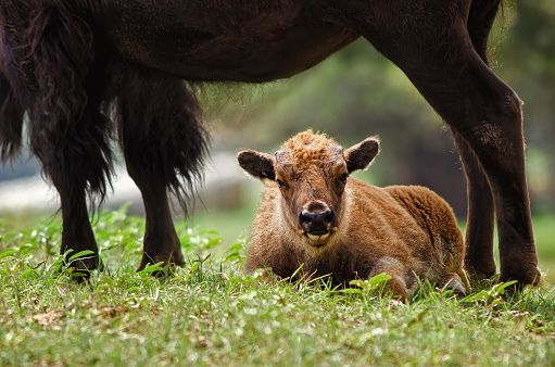 Buffalo calf lying down under mother's protection in the pasture