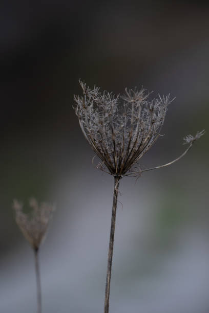 istock We say goodbye to autumn to welcome the cold winter 1292058809