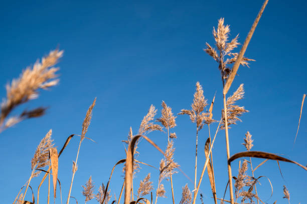 istock Yellow grass against a blue sky. Bottom view. 1292058860