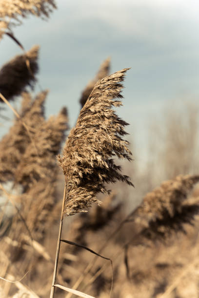 istock We say goodbye to autumn to welcome the cold winter 1292059843