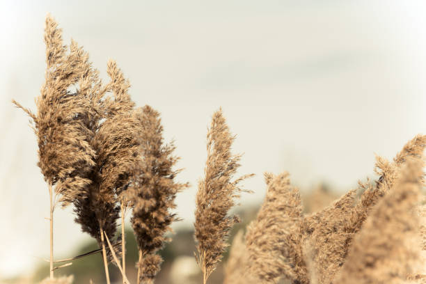 istock We say goodbye to autumn to welcome the cold winter 1292059868