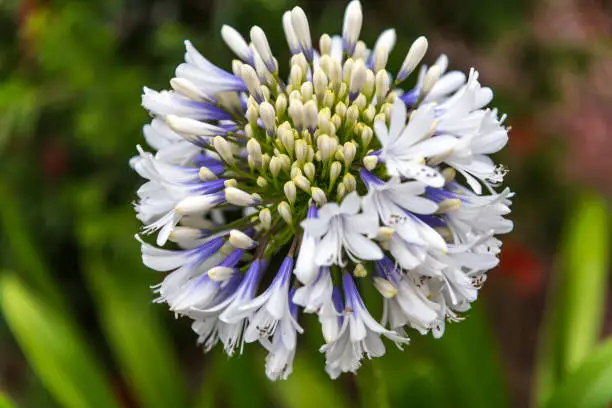 White Agapanthus flowers with hints of purple blooming in the garden