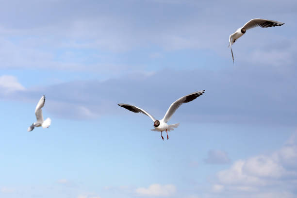 istock Birds gliding through the air in the sea wind 1292063189