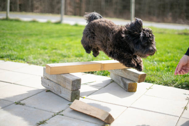 havanese dog jumping exercise - hurdle conquering adversity obstacle course nobody imagens e fotografias de stock