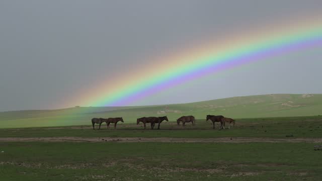 Rainbow and Horses in Green Meadow