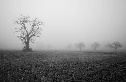 Bare trees in a meadow surrounded by strong fog in black and white landscape. Spooky winter nature in the early morning. Rastatt, Germany, Europe.