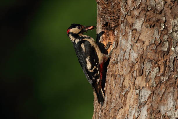 istock Great Spotted Woodpecker (Dendrocopos major) Germany 1292067686