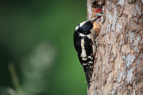 istock Great Spotted Woodpecker (Dendrocopos major) Germany 1292067745