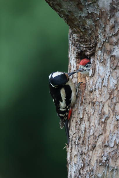 istock Great Spotted Woodpecker (Dendrocopos major) Germany 1292067756