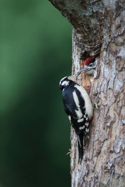 istock Great Spotted Woodpecker (Dendrocopos major) Germany 1292067835