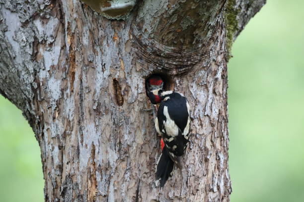istock Great Spotted Woodpecker (Dendrocopos major) Germany 1292067878