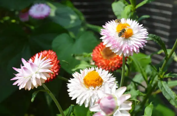 The bee is collecting pollen on pink, white and orange strawflower heads, xerochrysum bracteatum, golden everlasting flowers.