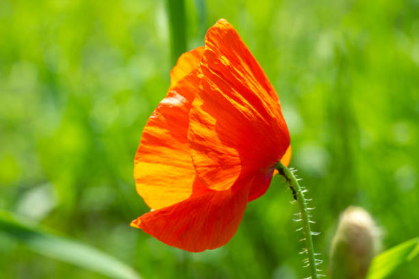 Red wild poppy flower growing in summer field side view, softt selective focus Red wild poppy flower growing in summer green fields, side view. Vibrant papaver plant in meadow background, soft selective focus petal-single-object-stem-poppy stock pictures, royalty-free photos & images