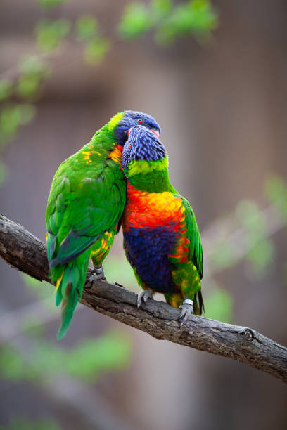 istock A pair of Rainbow Lorikeets fighting/playing/teasing each other on a tree branch 1292074380