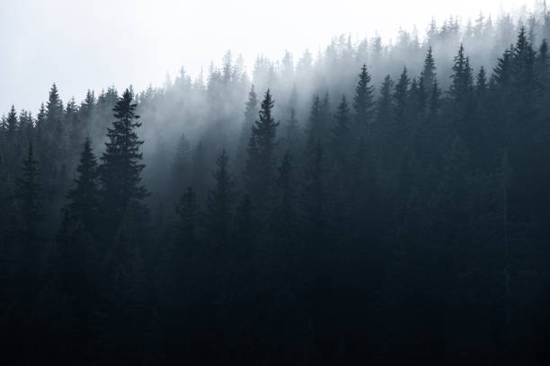 istock Magical forest with morning sun piercing through fog 1292074382