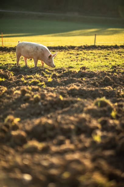 istock Pigs  in an organic meat farm 1292074443