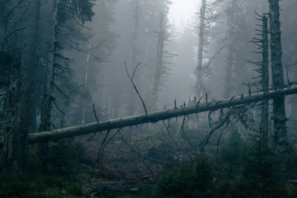 Magical forest with morning sun piercing through fog - dreamy, misty landscape photo