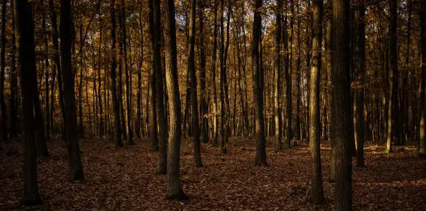 Splendid autumn/fall captured in a landscape image - vivid colors disappearing slowly and making room for the greyish aspect of winter