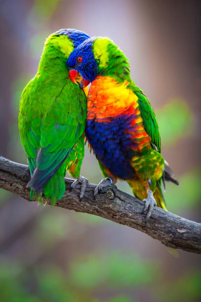 istock A pair of Rainbow Lorikeets fighting/playing/teasing each other on a tree branch 1292075284
